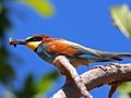 Abelharuco_Merops Apiaster ©Horácio Costa